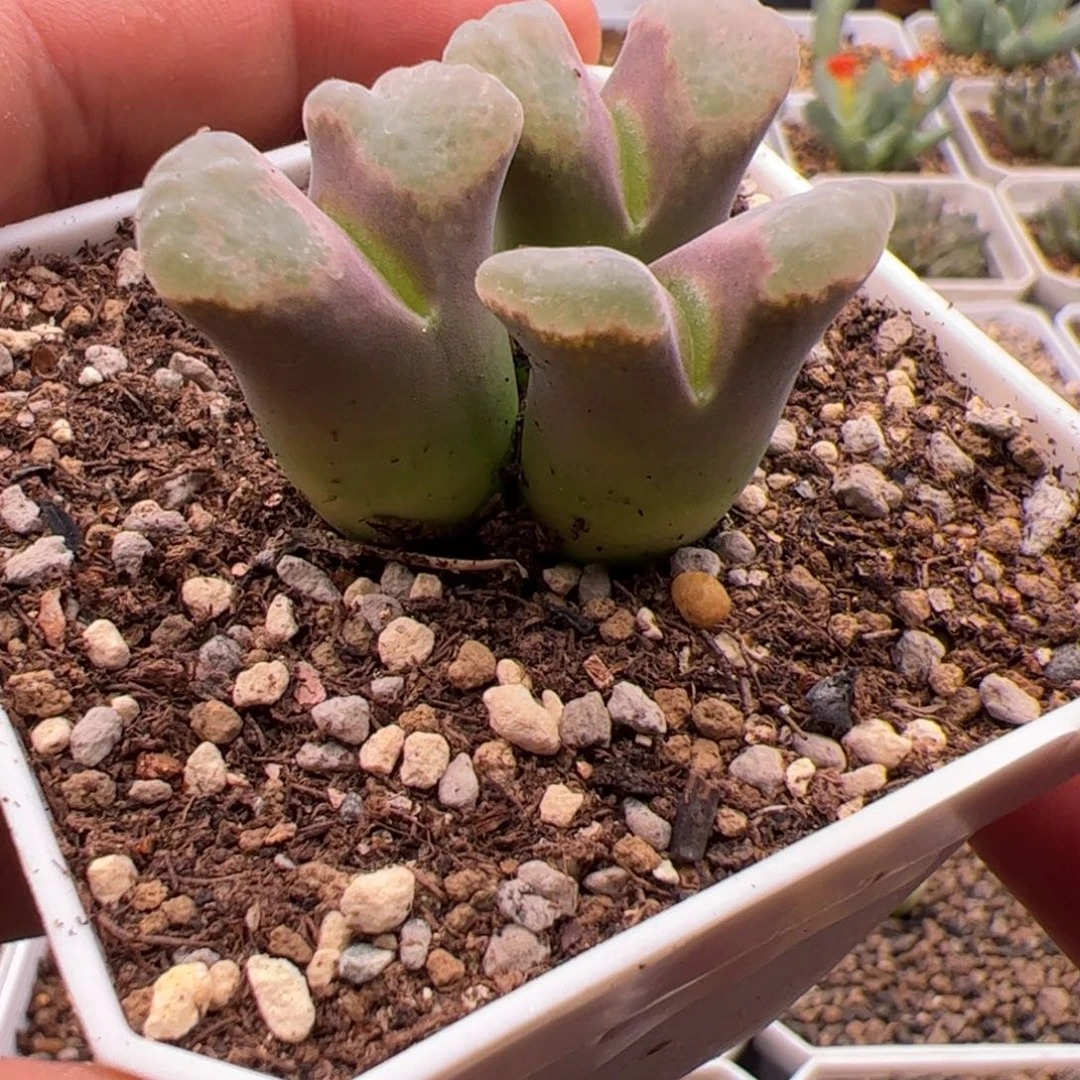 9.15福利多肉植物213