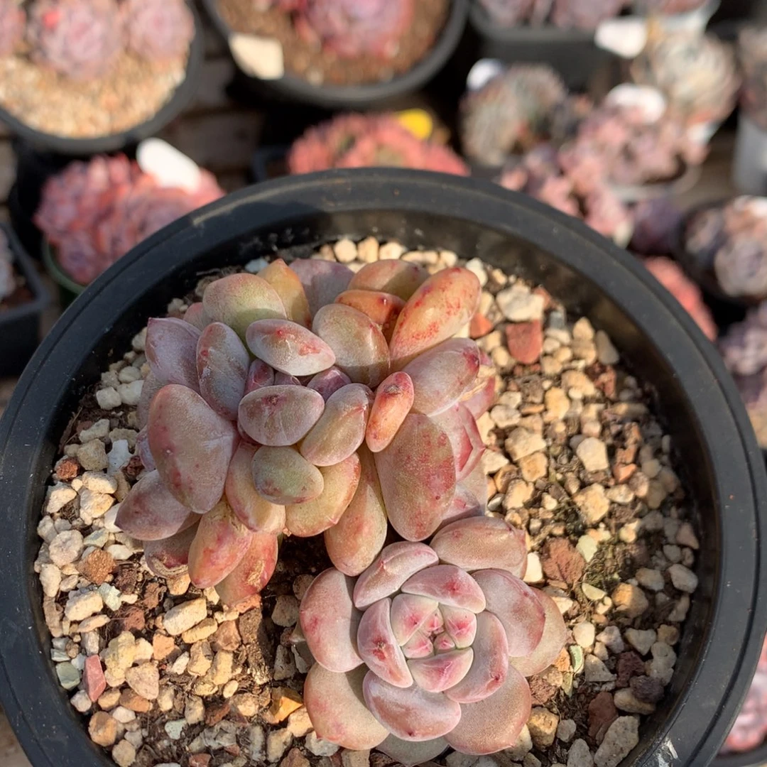 10厘米五头胸花石榴籽 52