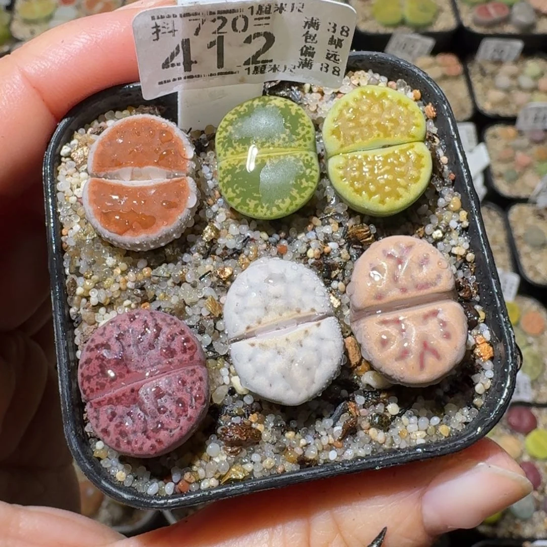 Sss精品生石花鱼412