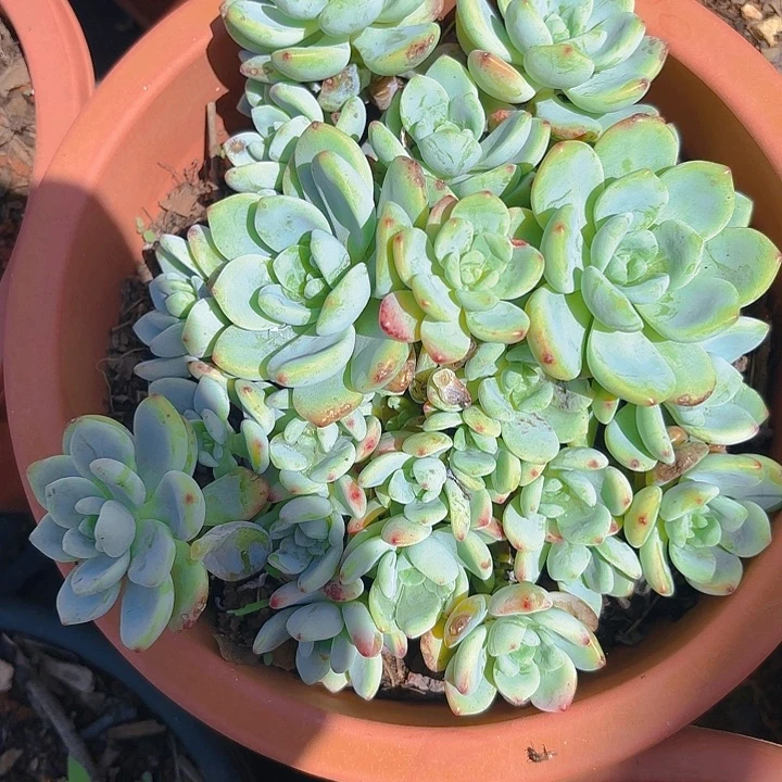 多肉植物。。。。。，。。。。。。。。。。。。。