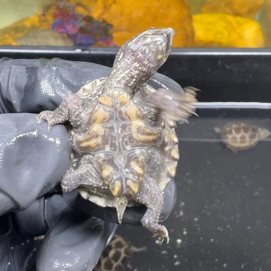 蛋龟不分公母麝香