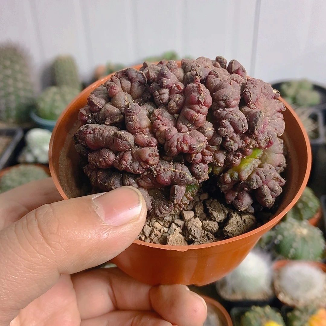 高砂石化一物一拍