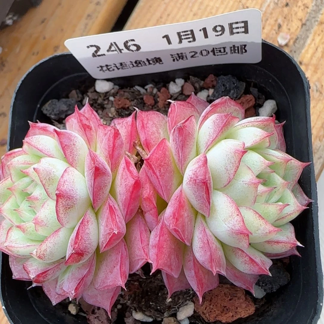 花语逸镜0119-246