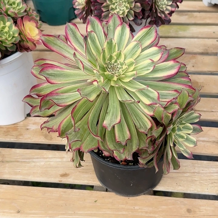 法师多肉植物福利