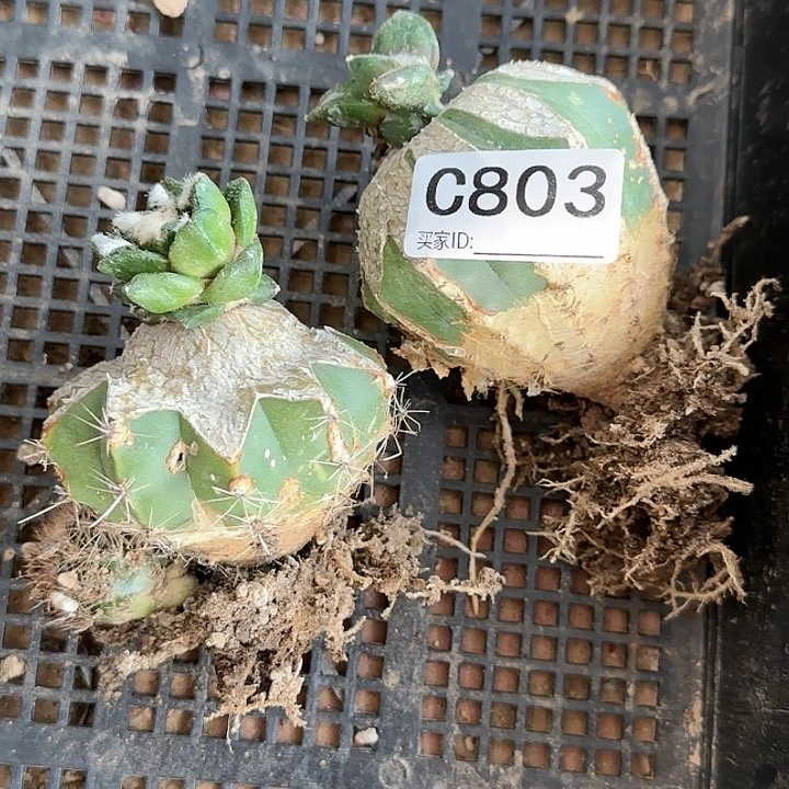 自**心苗接牡丹组合803