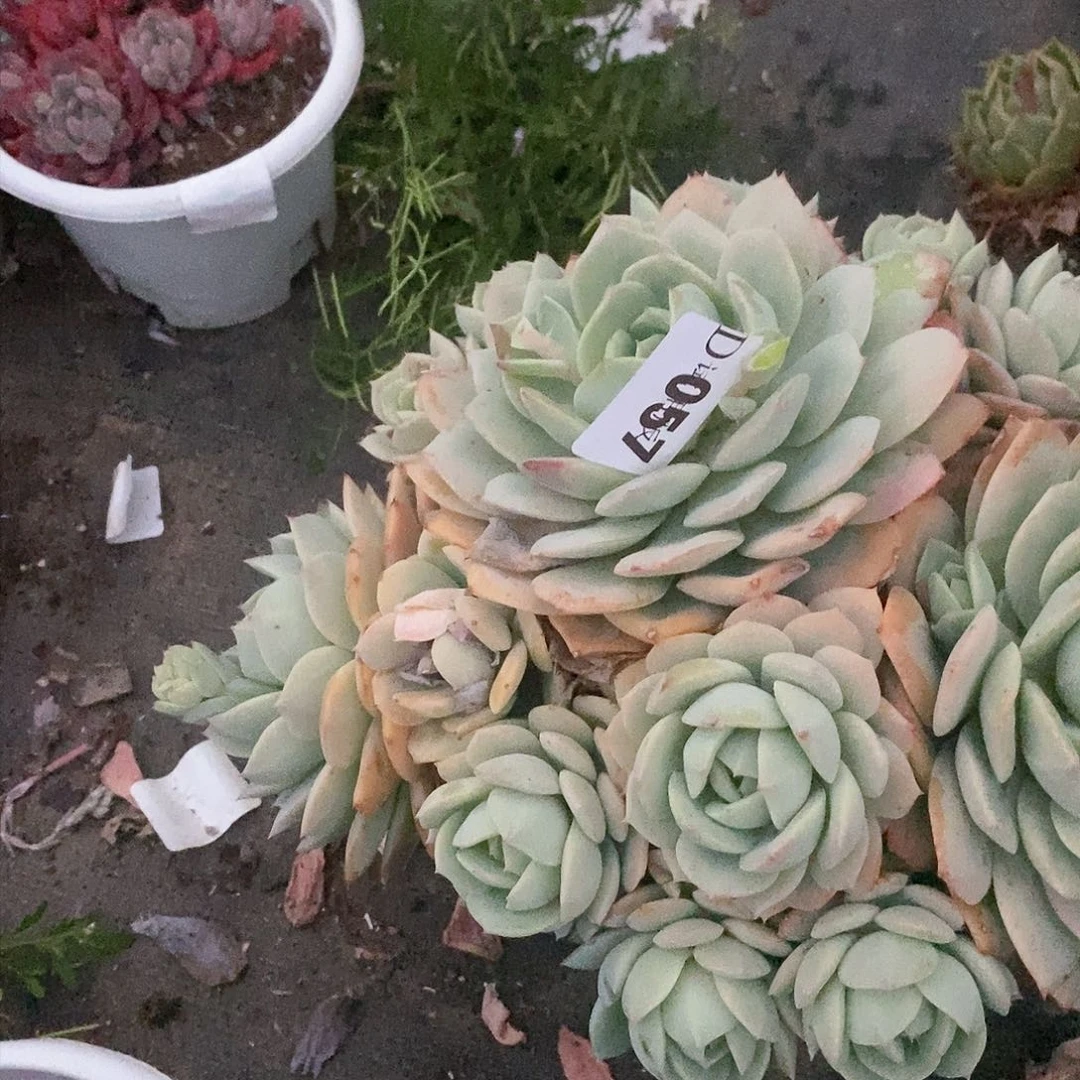 南**桓057恋曲多肉植物