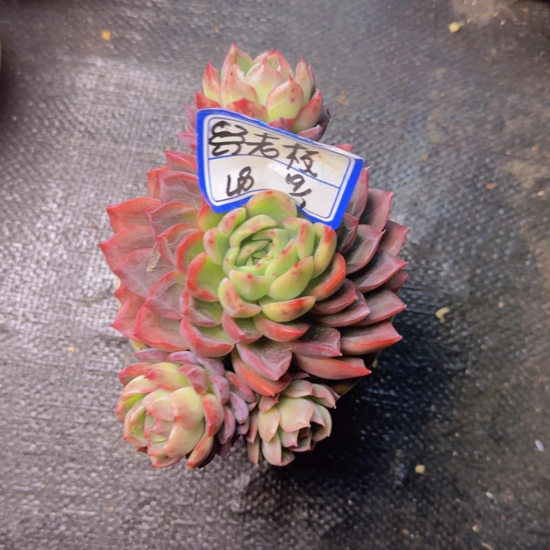 重****肉蟹老板杂凡艺多肉