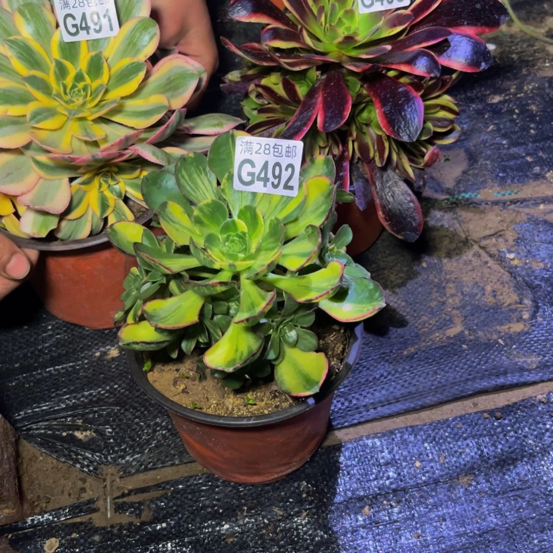 492多肉植物一物一拍