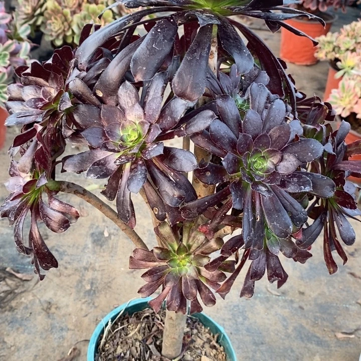 墨法22多肉植物法师法师