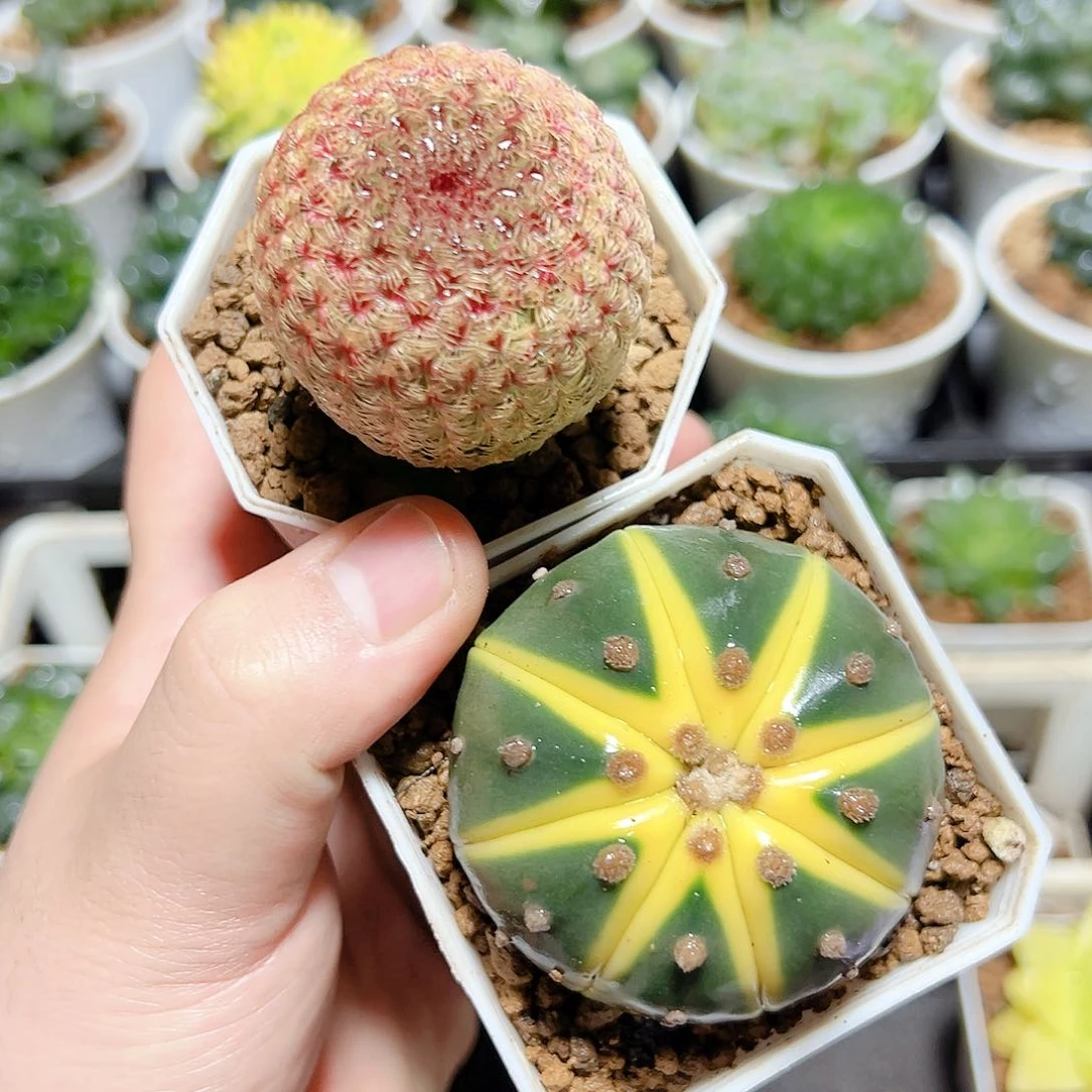 星兜锦➕红太阳发货