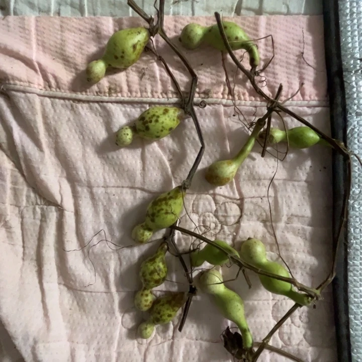 活秧子下架青皮葫芦不包成