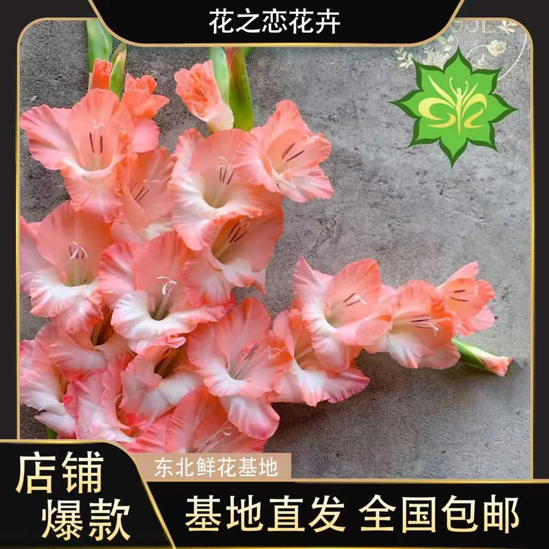 阳光粉剑兰   居家办公优选《东北基地发货》