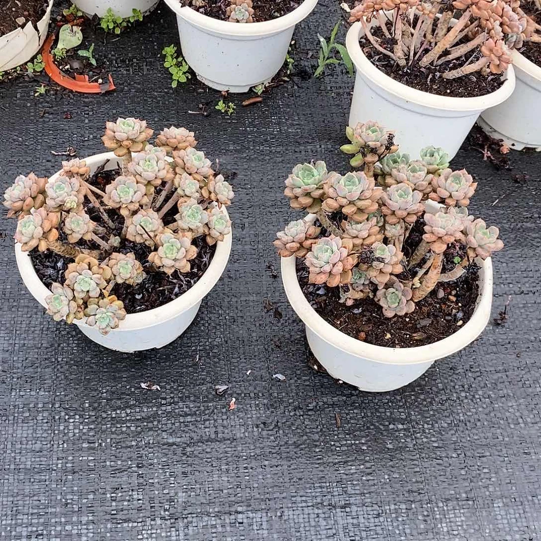 2盆粉布欧多肉植物