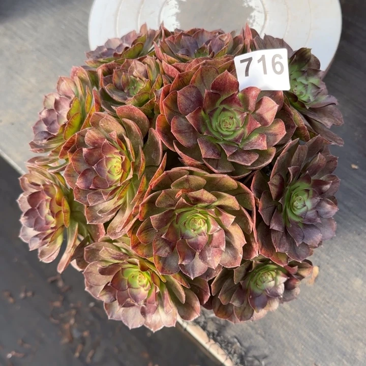 多肉植物黑魔716号