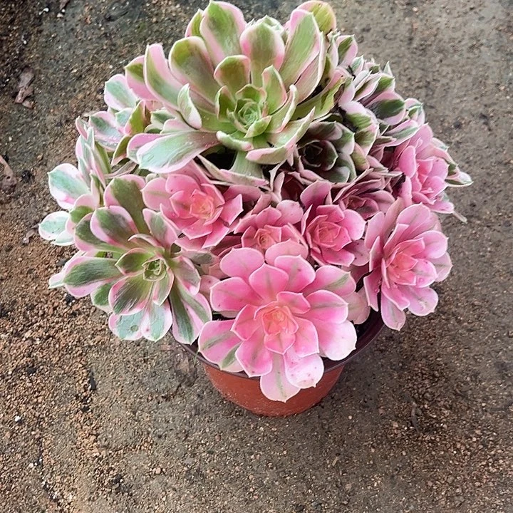 多肉植物粉女郎锦……