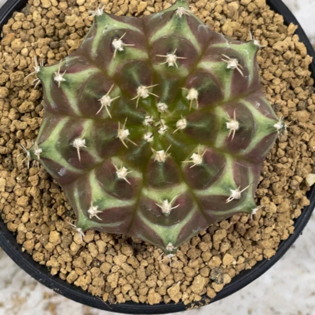 当前无花朵，栽培后可花朵梦想轮回33