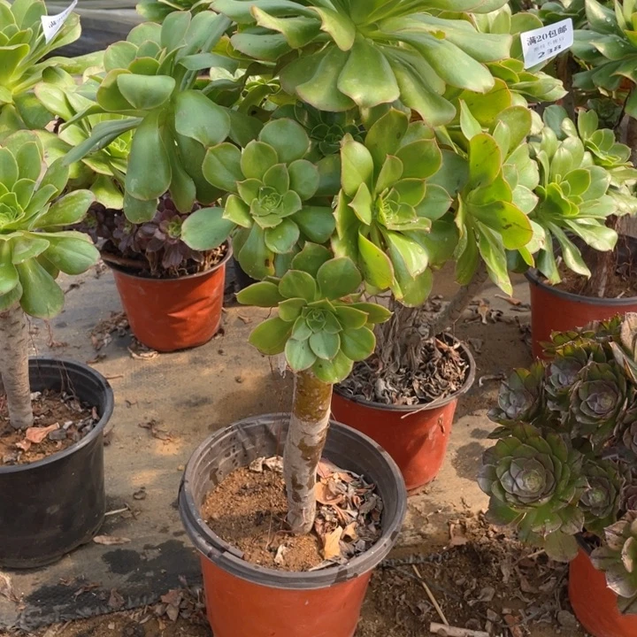 239绿玫瑰法师多肉断枝不售后