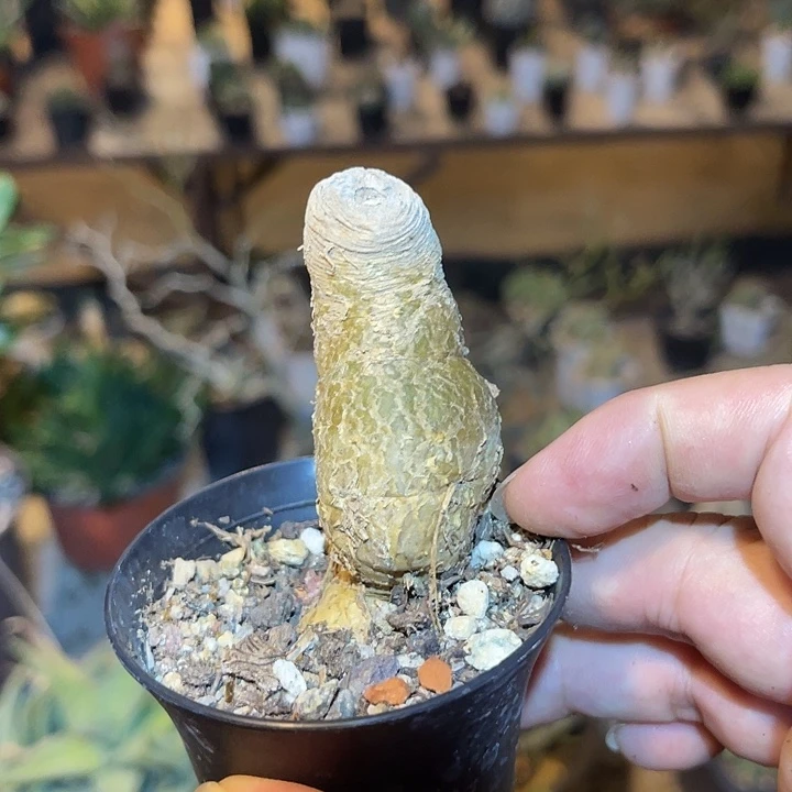 无花朵黑龙块根一物一拍