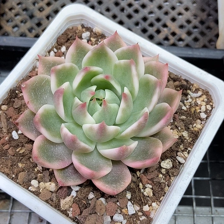 灵魂锦多肉植物的