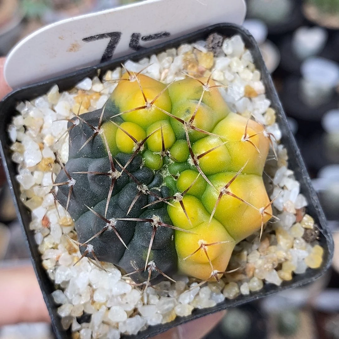 瑞昌玉锦75号 4cm