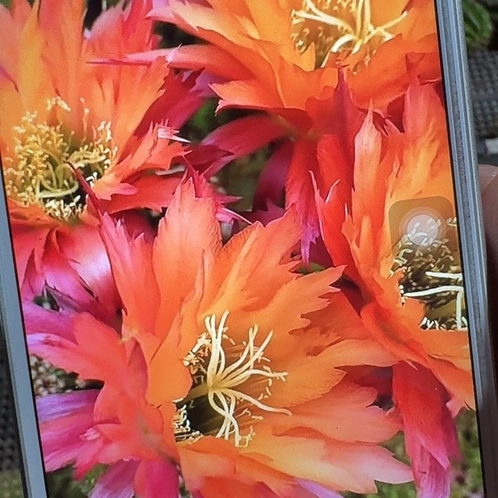 超级杏侧芽5公分毛花柱短刺