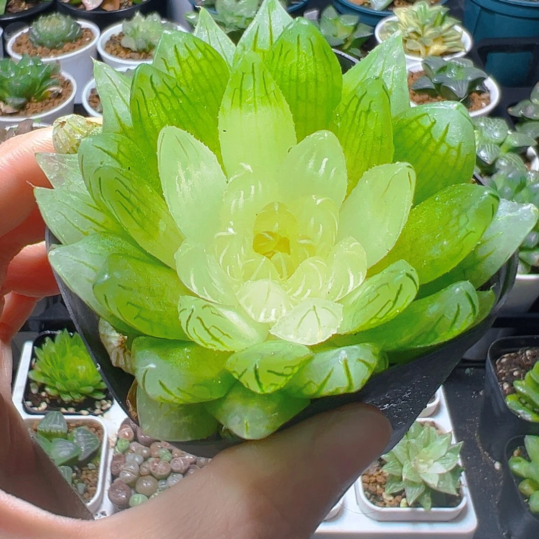 白娘子母本玉露多肉