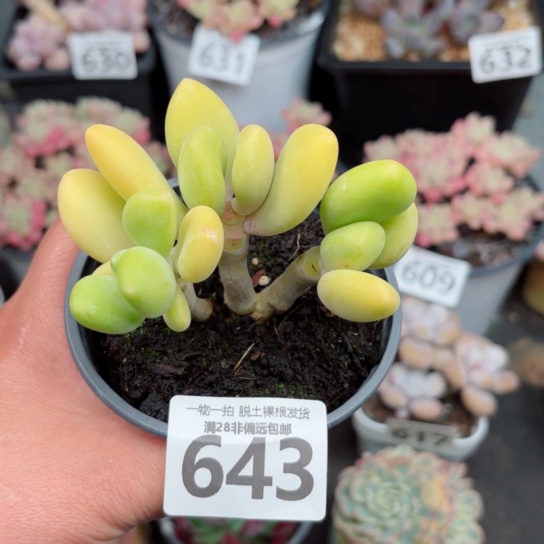 芒果KK奶三头无盆土发货