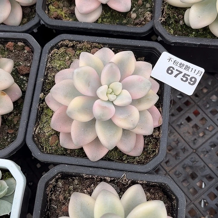 阿雅园艺。        6759丸叶锦