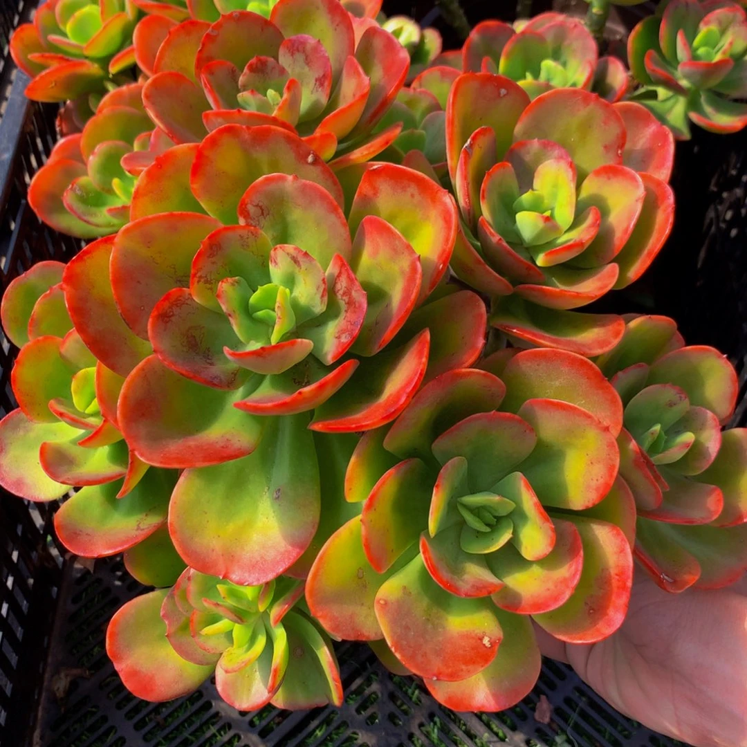 红梅大群多头一颗