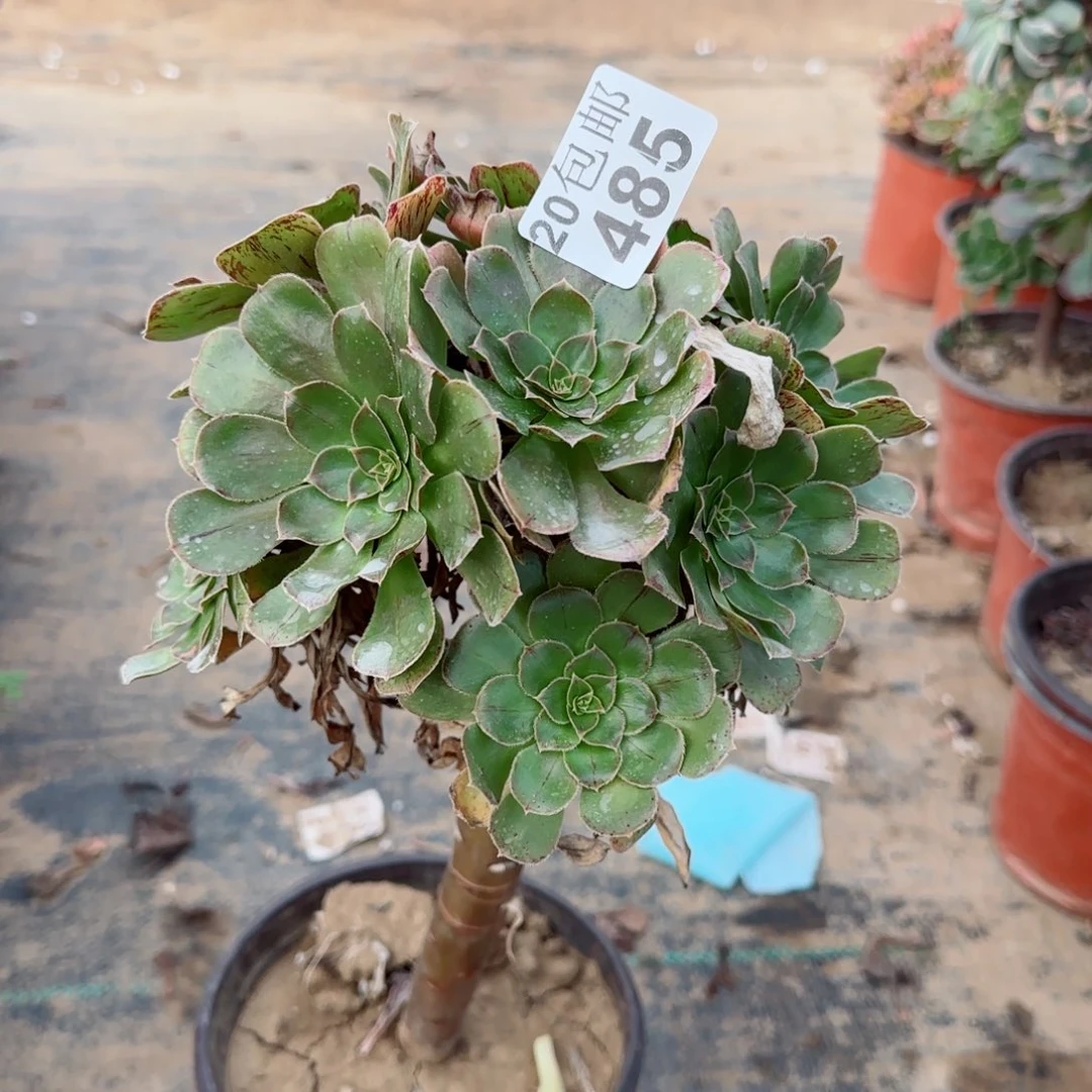 金缕485满20包邮断枝不包