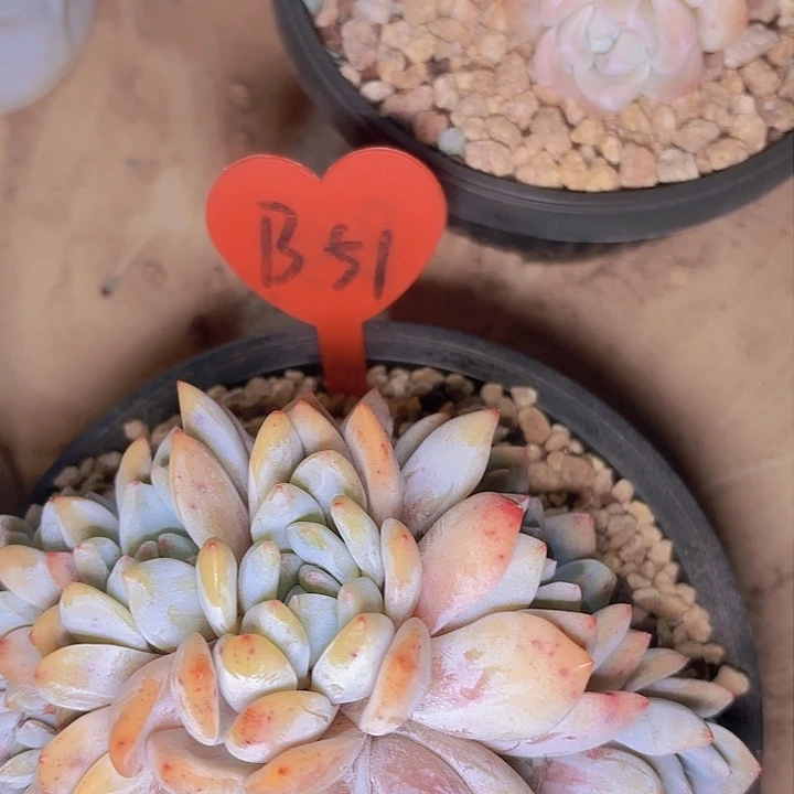 朱*艳梦露缀一物一拍B51