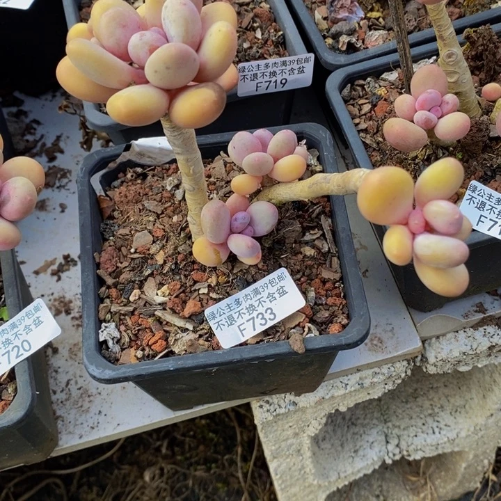 蛋黄奶老桩733多肉植物