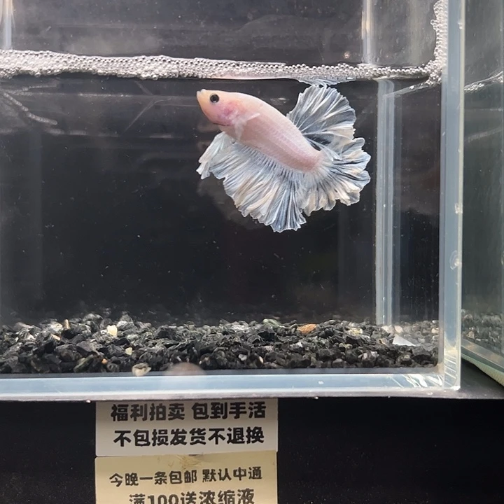 斗鱼竞拍跑单拉黑18日