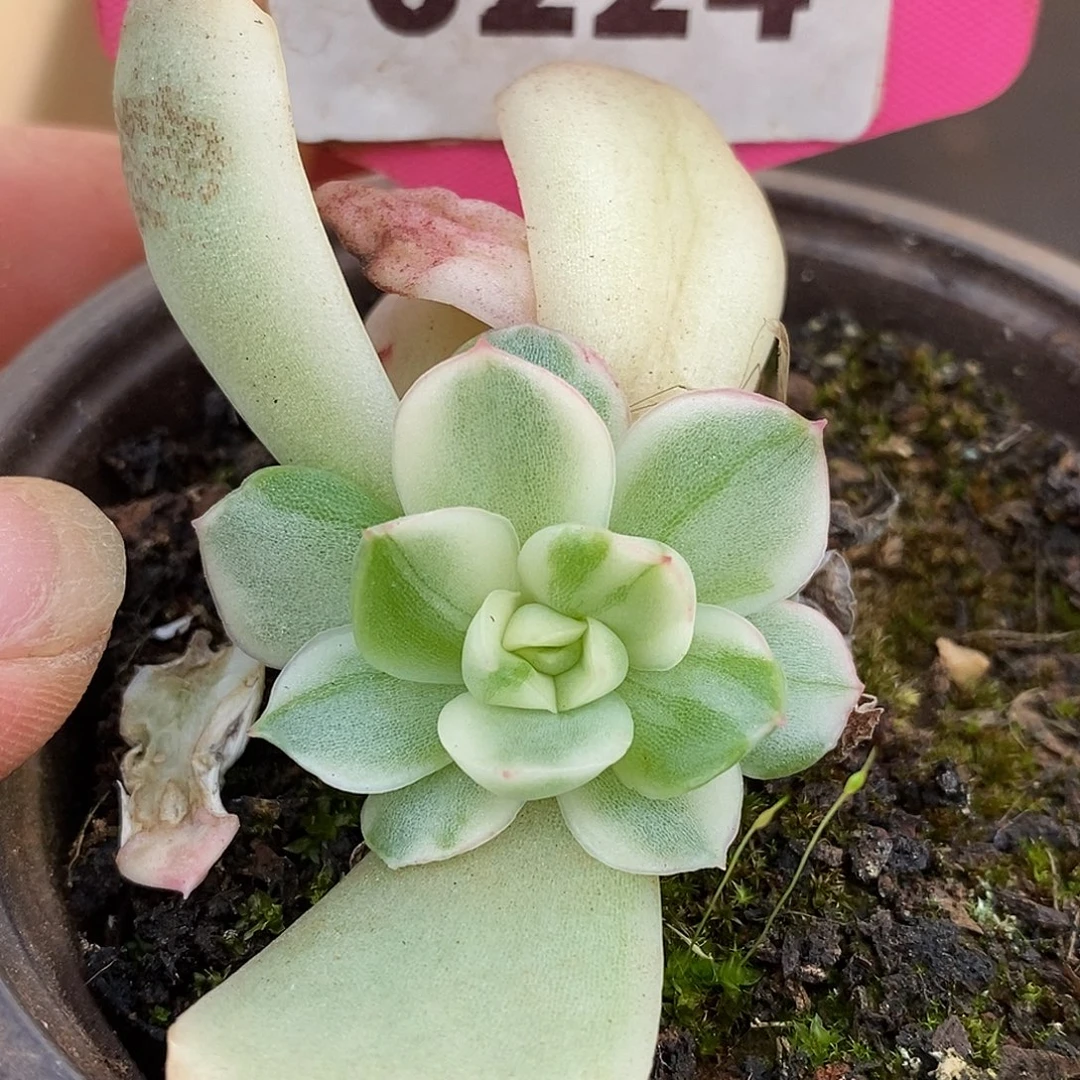 224侧牙哈哈哈哈哈哈哈