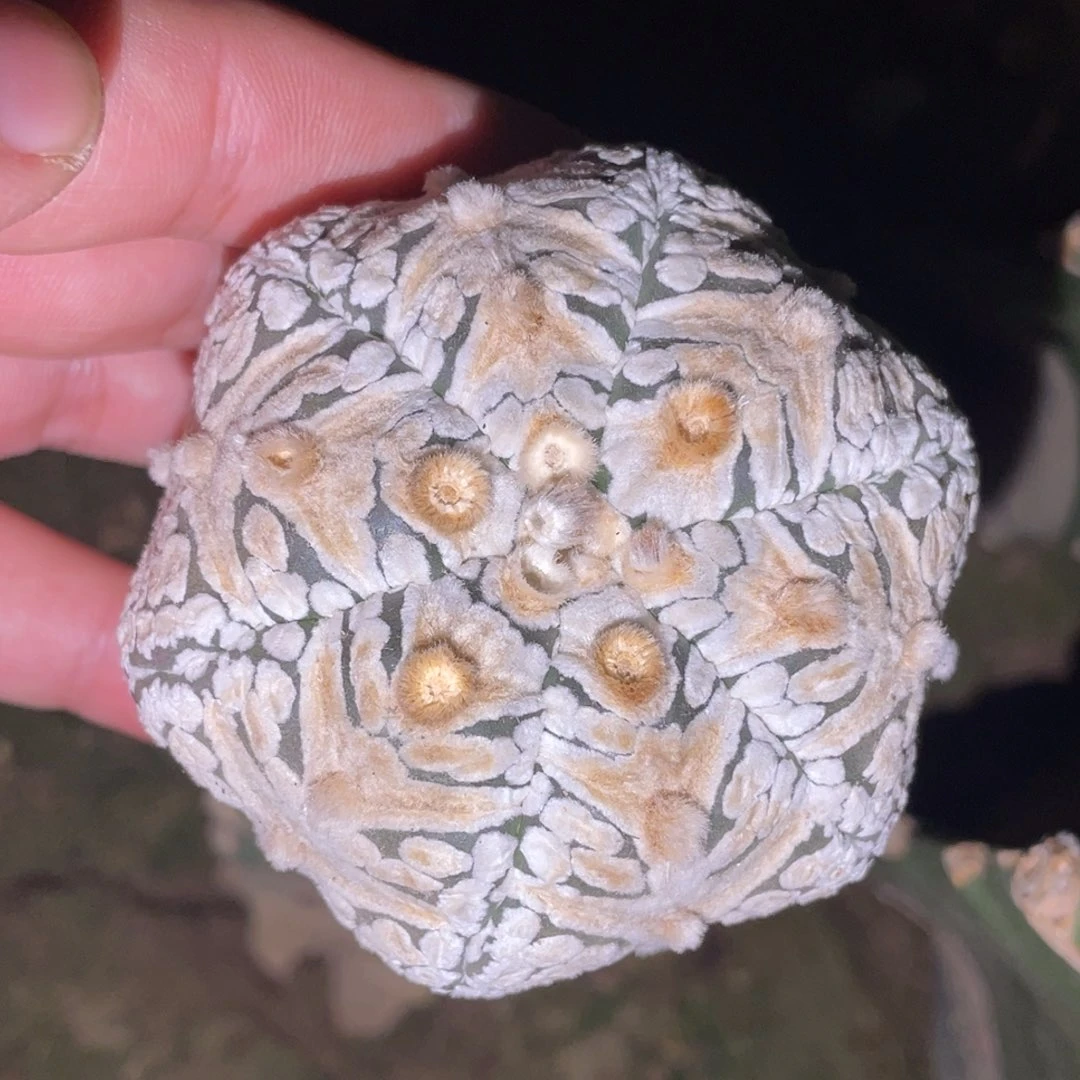 无花朵六棱V子兜 仙人球