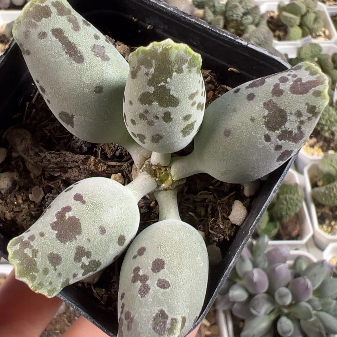 奶牛斑海豹单头纯木质桩多肉植物水泡