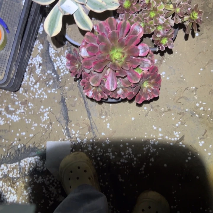 不包断枝法师链接53