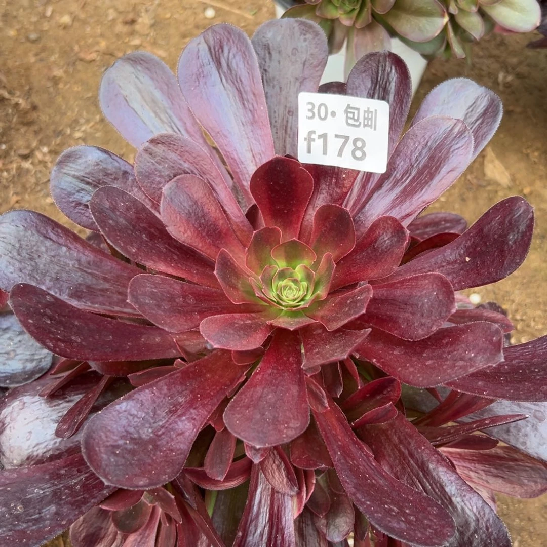 芒*?178爱神多肉法师