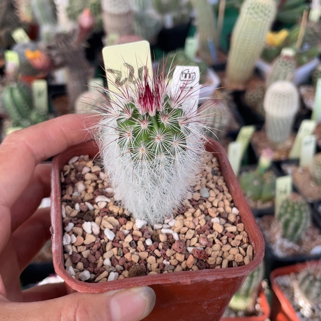 鹿角柱实生仙人球白毛虾