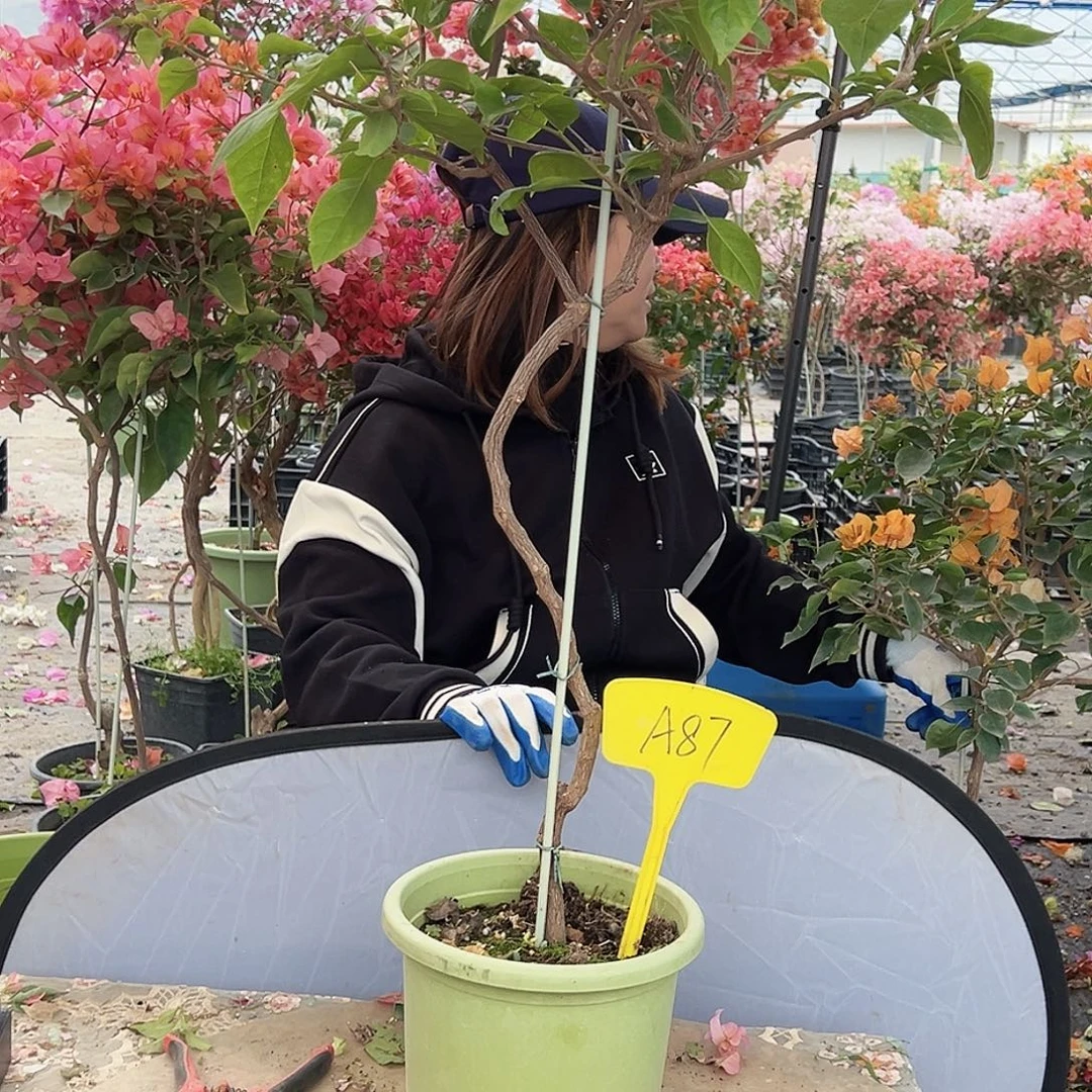 小***花大部分花苞少量开放A87橙粉