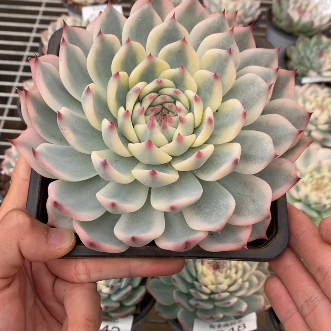 吉娃娃锦多肉植物6882