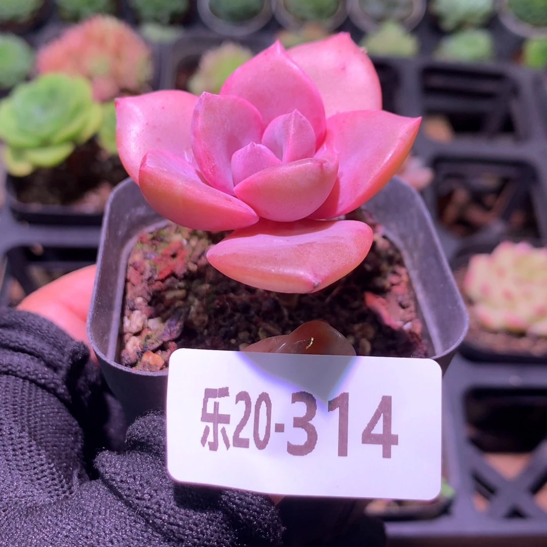 乐然20-314 彩虹糖