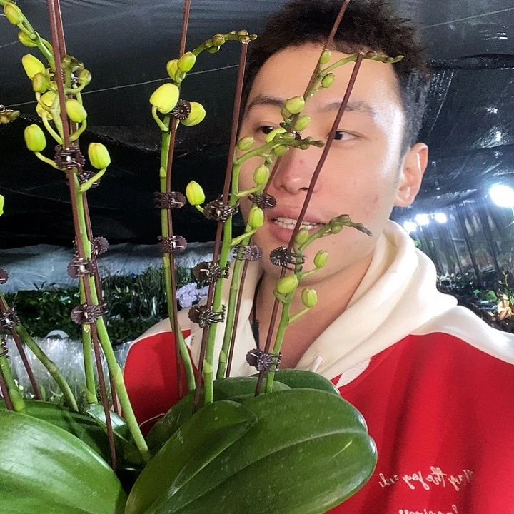 无花朵白天鹅5寸