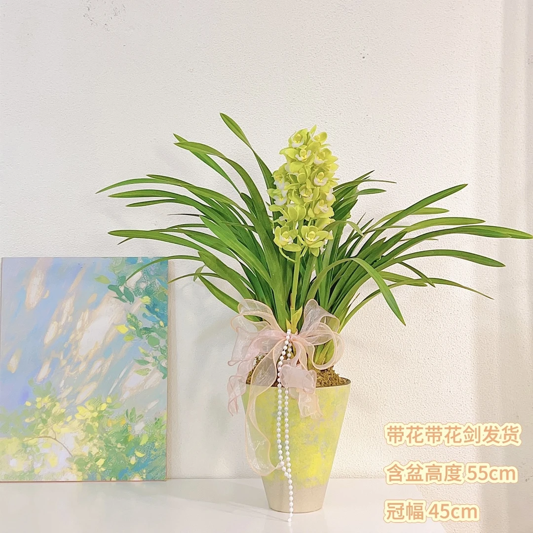 绿公主大花蕙兰带花苞好养活的桌面款兰花盆栽蕙兰清香宜人高档