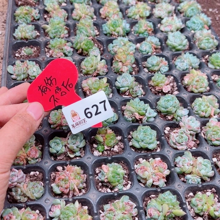 九***煊多肉植物多肉植物