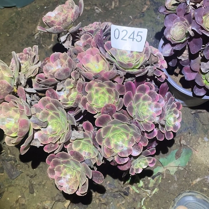 多肉植物法师245凤冠