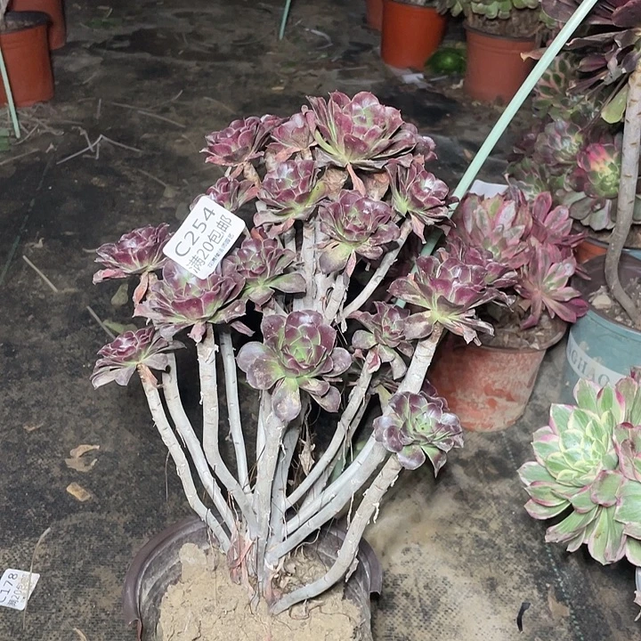 254大黑豆法师多肉法师