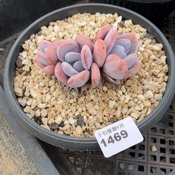 阿雅园艺。        1469粉兔