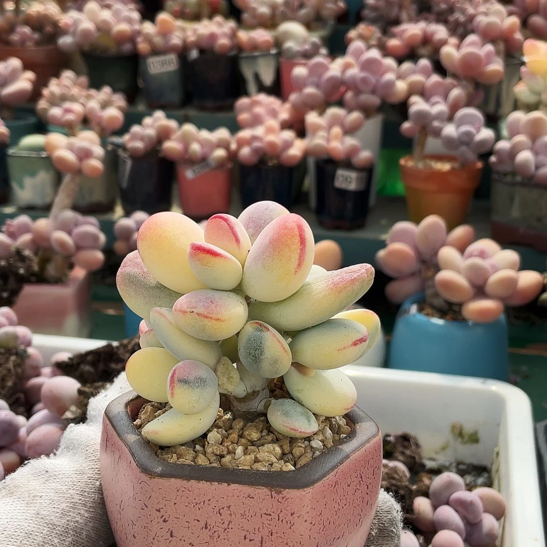 躺****?多肉植物的生长发育