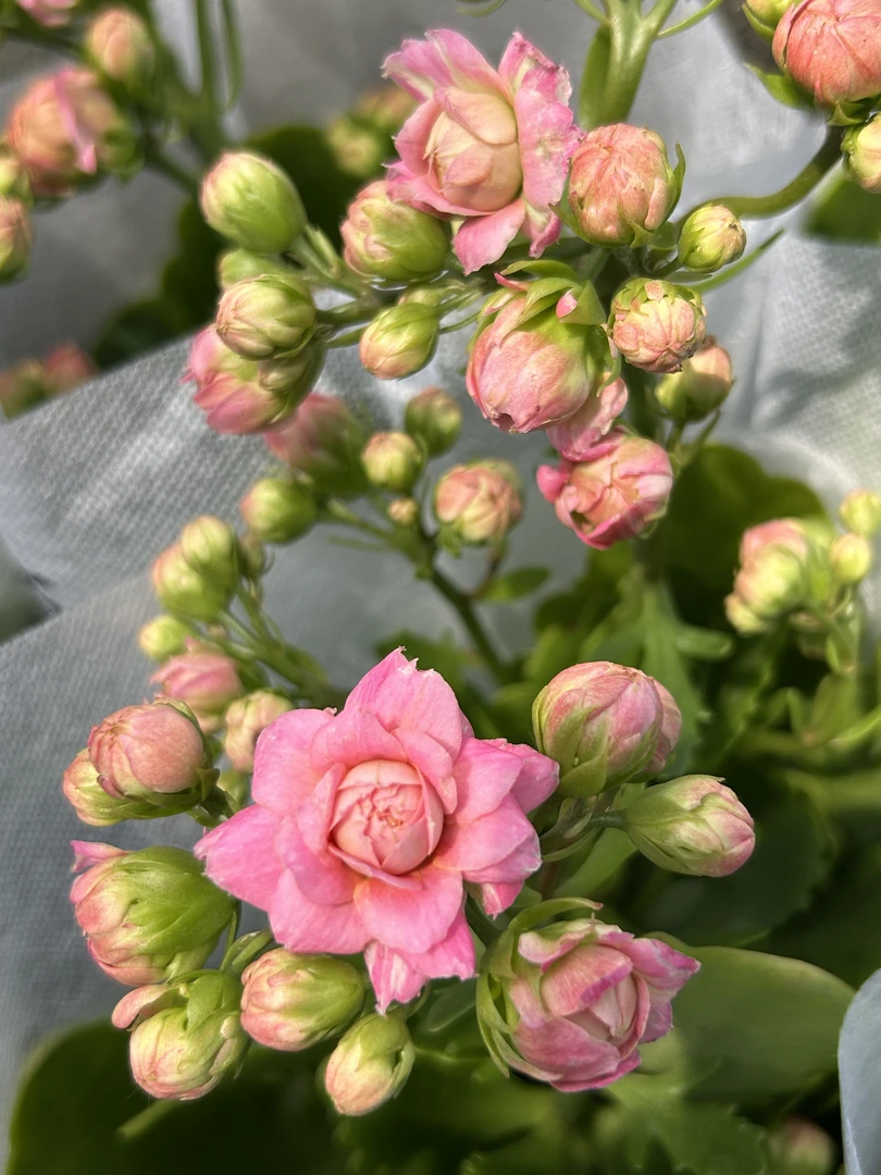 【185】120杯超大颗超大花苞长寿花